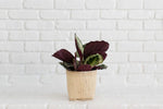 Load image into Gallery viewer, 6&quot; Prayer Plant  + Basket
