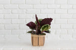 Load image into Gallery viewer, 6&quot; Prayer Plant  + Basket
