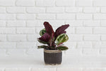 Load image into Gallery viewer, 6&quot; Prayer Plant  + Basket
